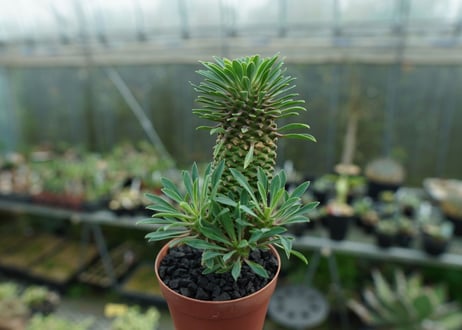 ユーフォルビア　ソテツキリン "パイナップルコーン"　Euphorbia sotetsukirin  No.2