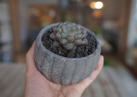ハオルチア　ブラックオブツーサ　Haworthia obtusa Black