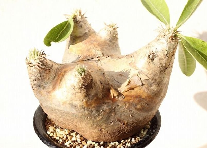 Pachypodium eburneum パキポディウム エブレネウム no.2 | man