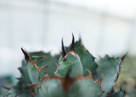 アガベ　チタノタ　 ブラックアンドブルー 　Agave titanota black and blue　NO.3