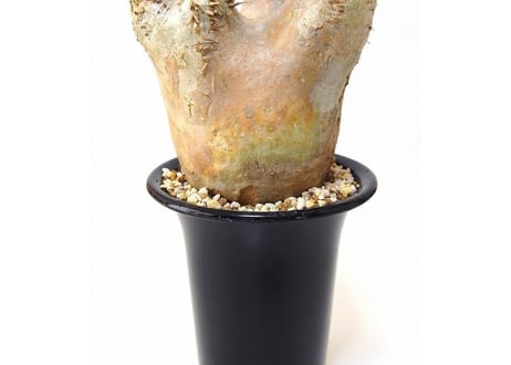 パキポディウム エブレネウム　Pachypodium eburneum  №3