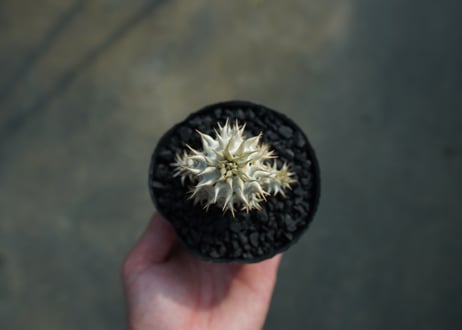 パキポディウム　デンシフローラム Pachypodium densiflorum