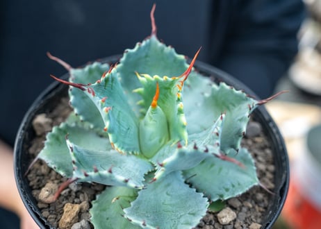 アガベ　ポタトラム　”スポーン”　agave potatorum "spawn"
