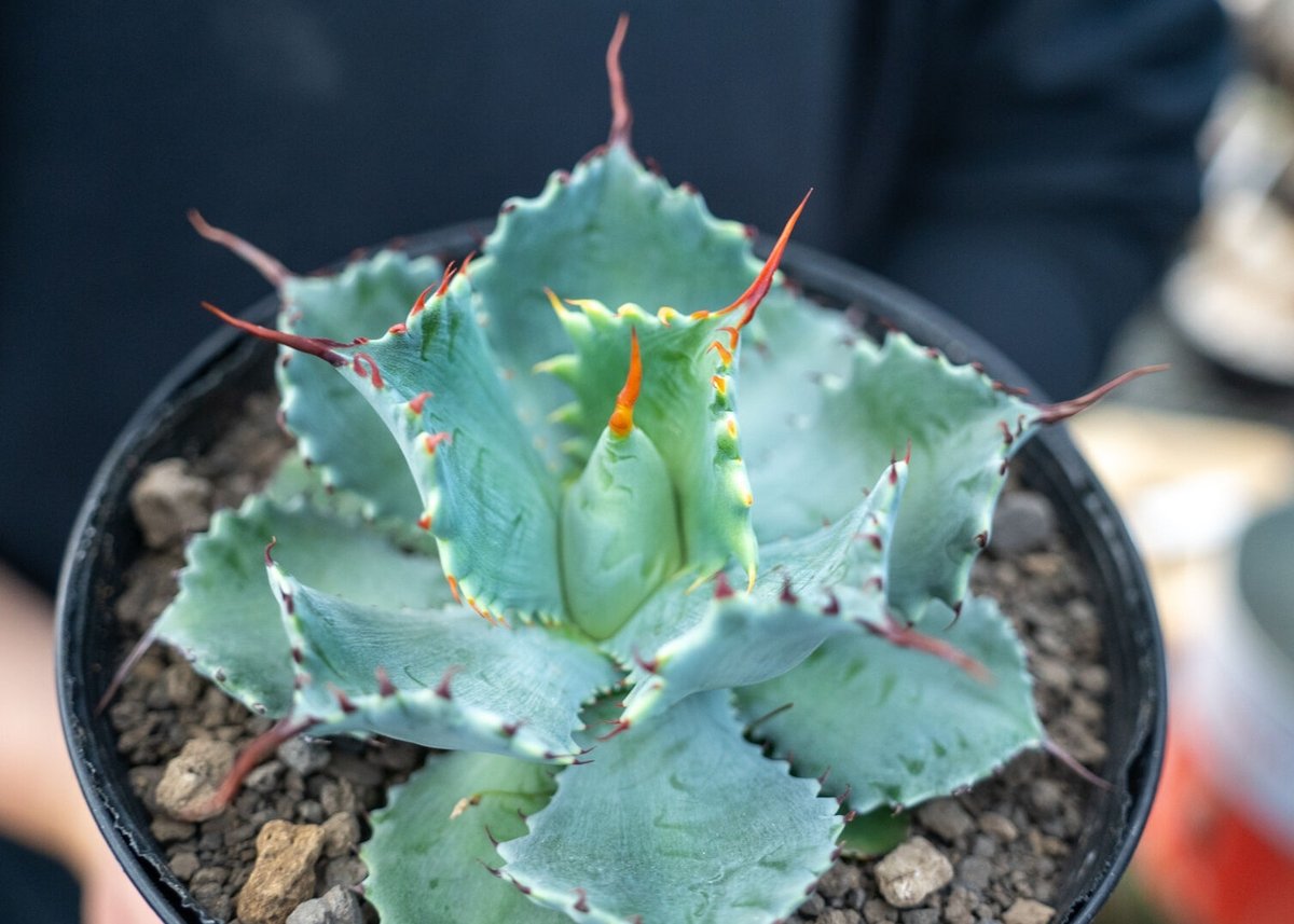 アガベ ポタトラム ”スポーン” agave potatorum アガベ ポタトラム ”スポーン” agave potatorum