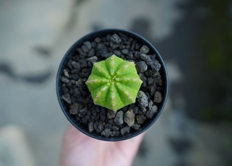 ユーフォルビア　オベサ　Euphorbia obesa  No.2