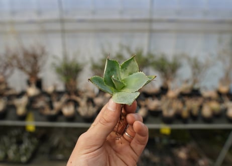アガベ　ポタトラム　トレードウィンズ　Agave potatorum Tradewinds No.2