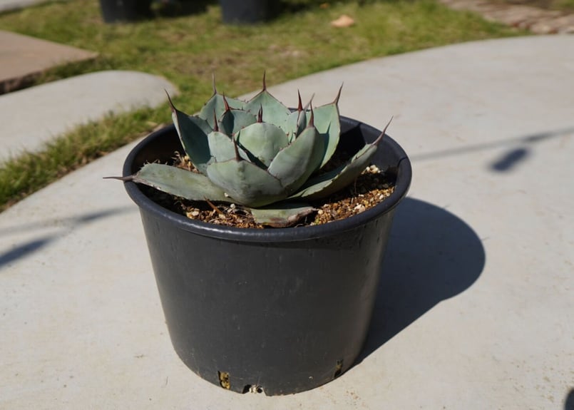 アガベ パリートランカータ NO.2 | mana's farm:塊根植物・アガベ