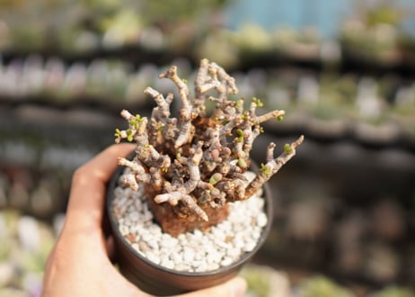 Ceraria pygmaea ケラリア ピグマエア　No.8