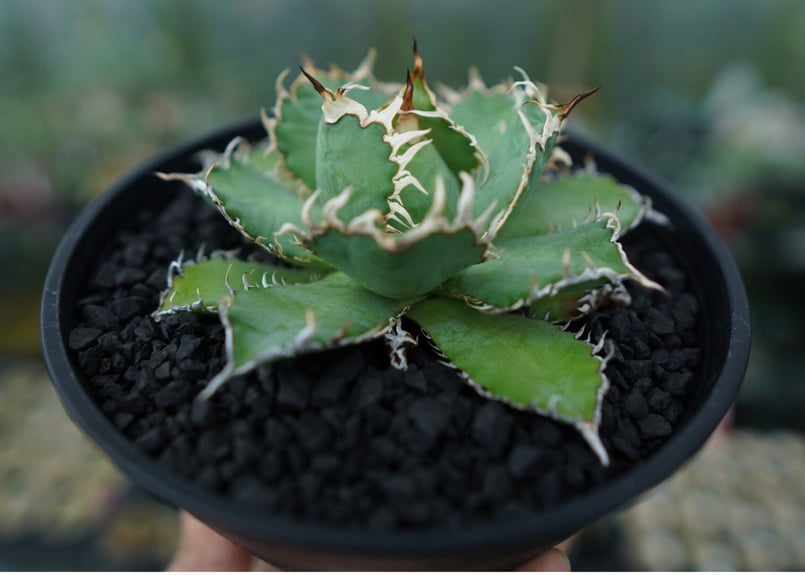 アガベ チタノタ フィリグリー agave titanota filigree No.5 | アガベ チタノタ フィリグリー agave titanota filigree No.5 |