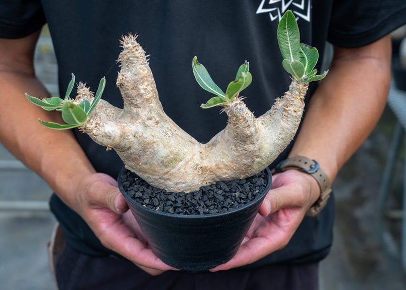 パキポディウム エブレネウム Pachypodium eburneum | mana's fa
