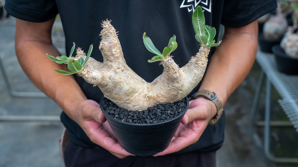 パキポディウム エブレネウム Pachypodium eburneum | mana's fa