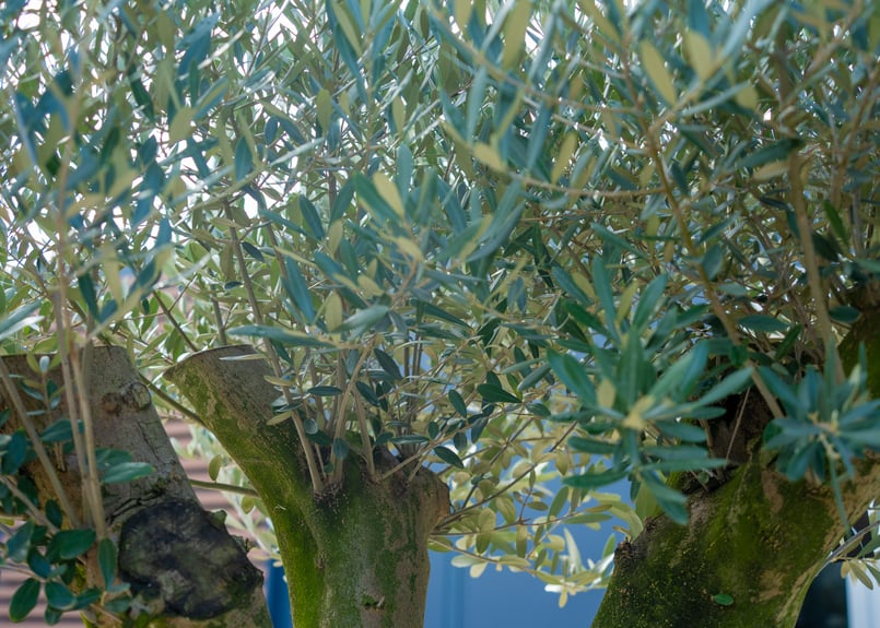 古木オリーブ NO.1 | mana's green:塊根植物販売|マナズグリーン 古木オリーブ NO.1 | mana's green:塊根植物販売|マナズグリーン