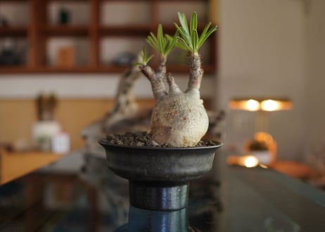 パキポディウム　グラキリス　 Pachypodium Gracilius