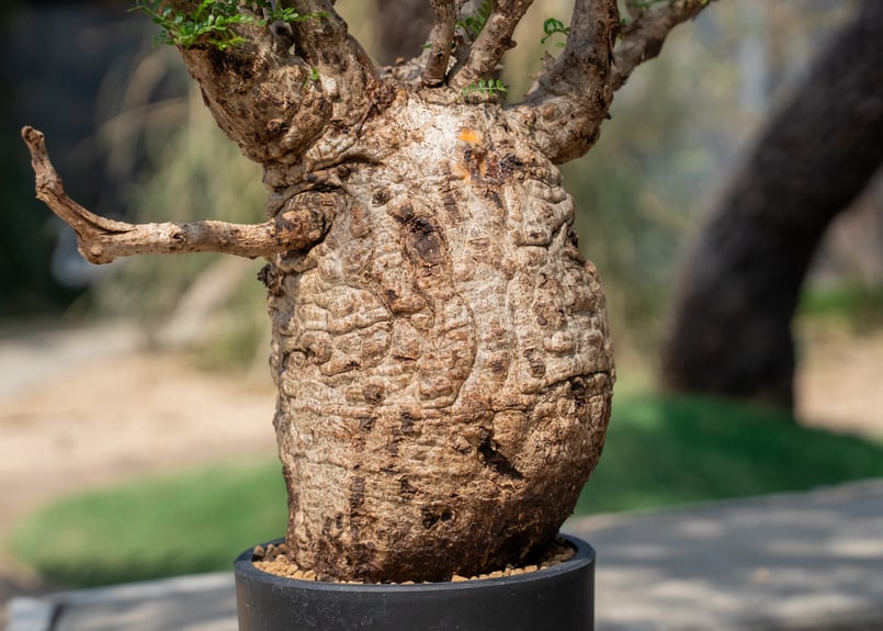 オペスクルカリア　パキプス オペルクリカリア パキプス | hanayoshi-botanical