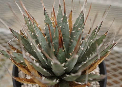 アガベ　ユタエンシス　Agave uthaensis　NO.4