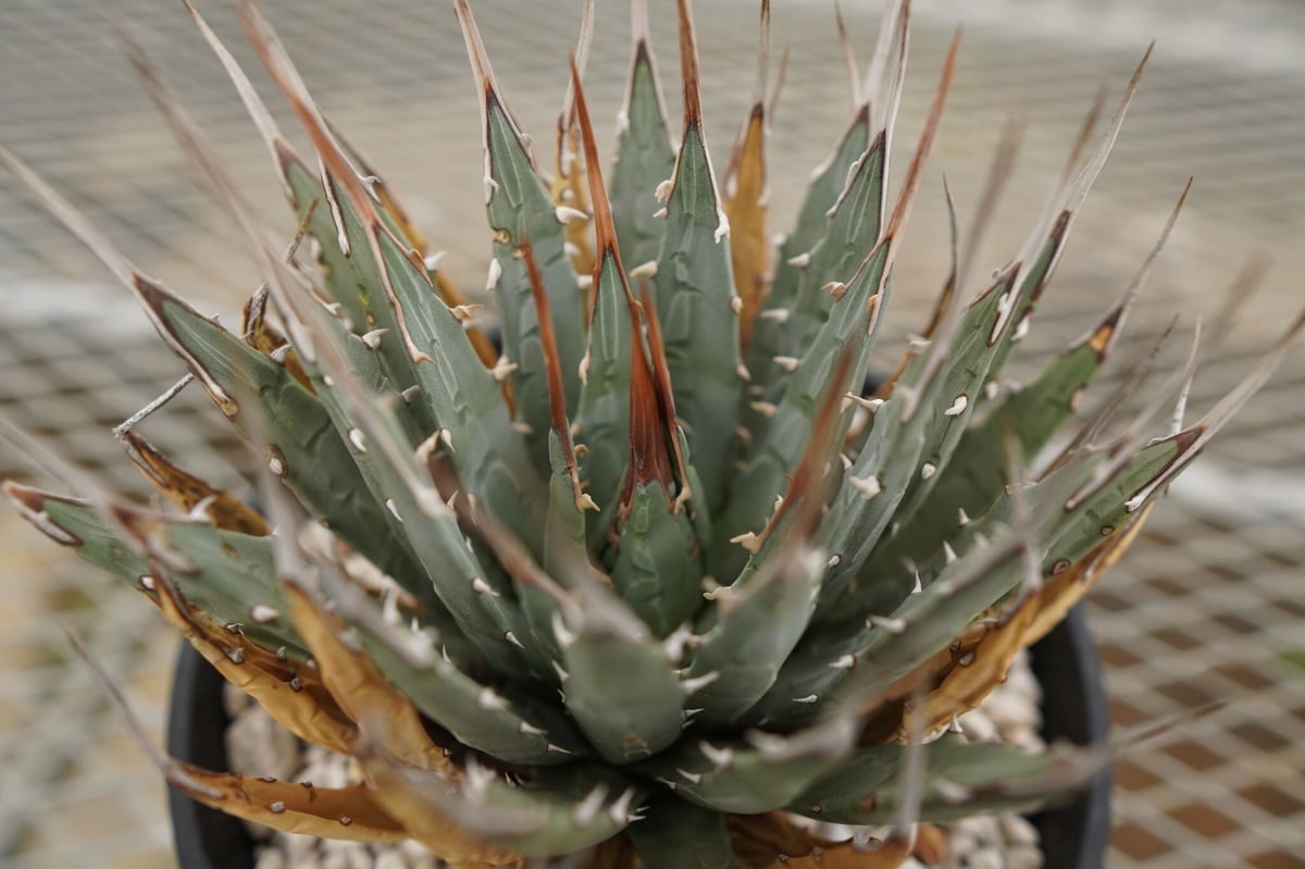 アガベ ユタエンシス Agave uthaensis NO.4 | mana's green: