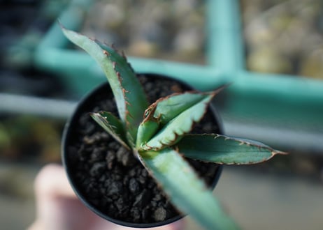アガベ　チタノタ　 ブラックアンドブルー 　Agave titanota black and blue　A16