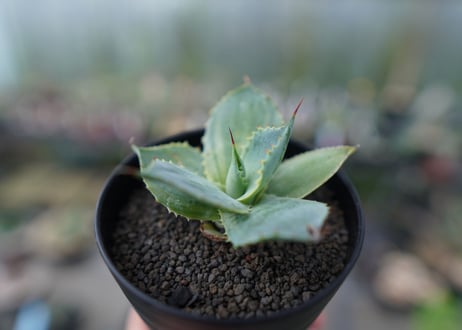 アガベ　ポタトラム　トレードウィンズ　Agave potatorum Tradewinds　No.1