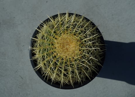 金鯱　Echinocactus grusonii No.1
