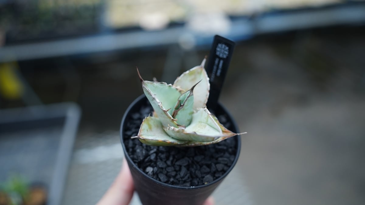 アガベ ホワイトアイス | mana's farm:塊根植物・アガベ・ドライ