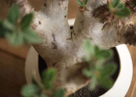 パキポディウム　デンシフローラム　Pachypodium densiflorum