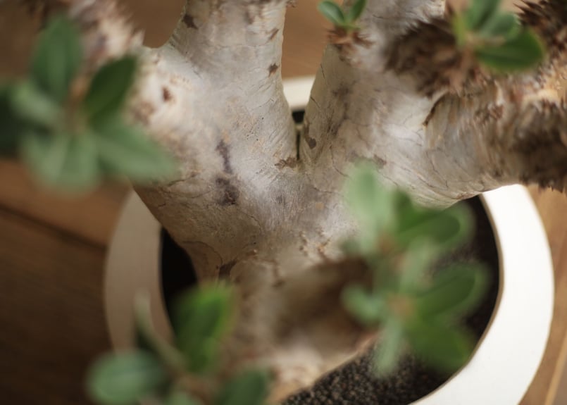 パキポディウム デンシフローラム Pachypodium densiflorum