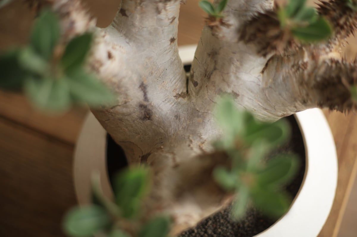パキポディウム デンシフローラム Pachypodium densiflorum | mana