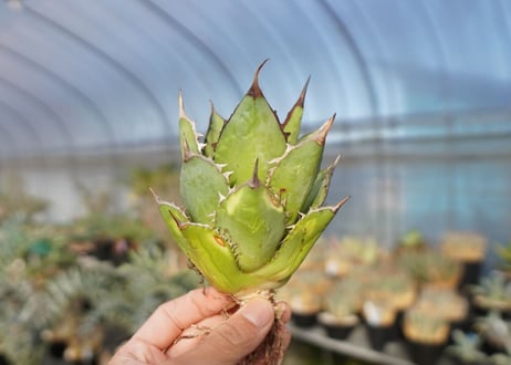 ×agave titanota 剣竜　No.6