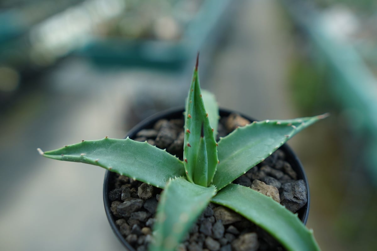 アガベ ユタエンシス カイバベンシス Agave uthensis Kaibabensis |