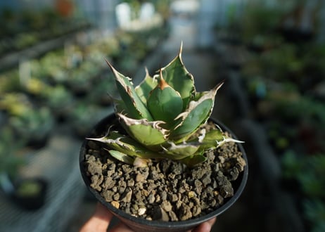 アガベ　チタノタ　FO-76　agave titanota  FO-76  No.8
