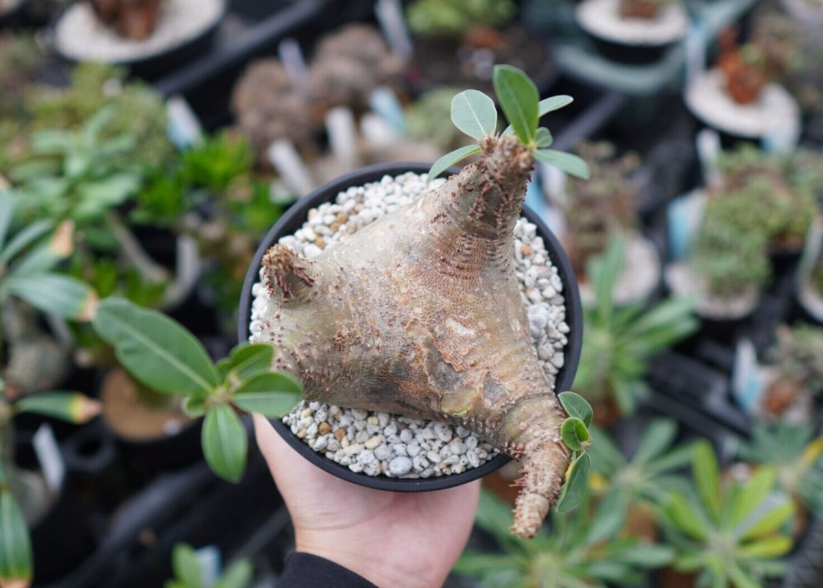 当店だけの限定モデル マカイエンセ 国内5年管理 植物/観葉植物