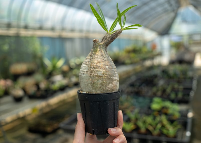 パキポディウム グラキリス No.23 | mana's farm:塊根植物・アガベ