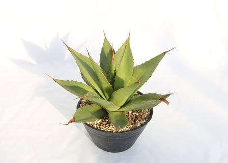 Agave shawii アガベシャウイー