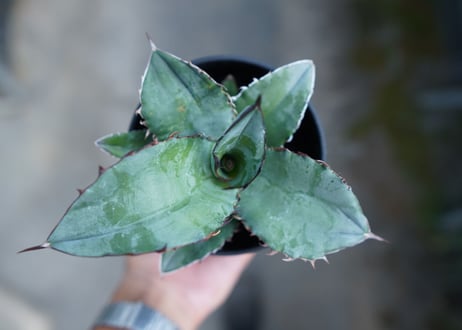 アガベ　チタノタ　ブルー　Agave Titanota Blue　No.3