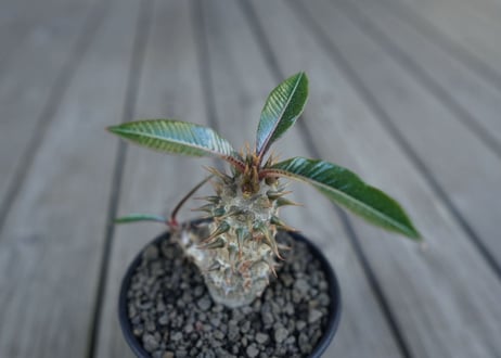 パキポディウム　バロニー　Pachypodium baronii
