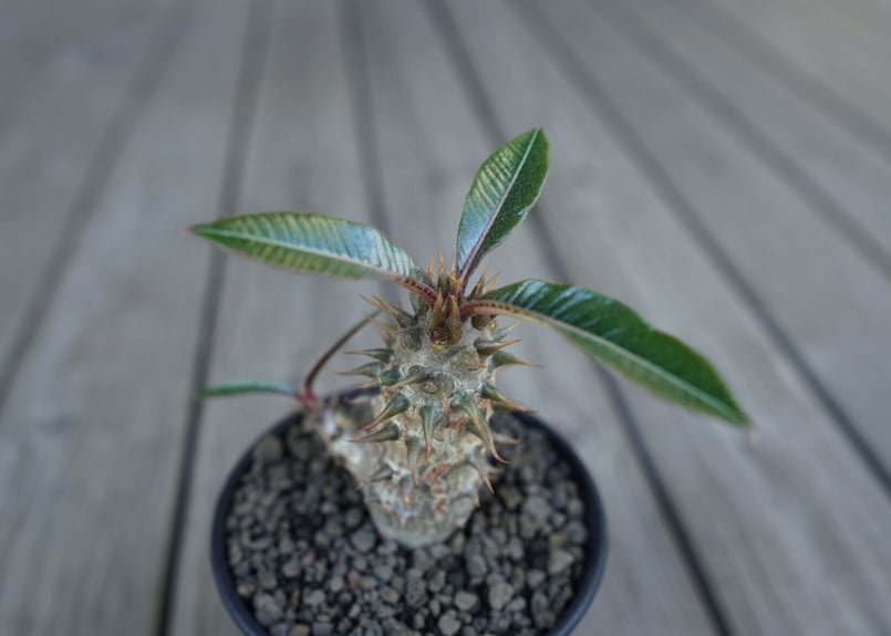 パキポディウム バロニー Pachypodium baronii | mana's farm: