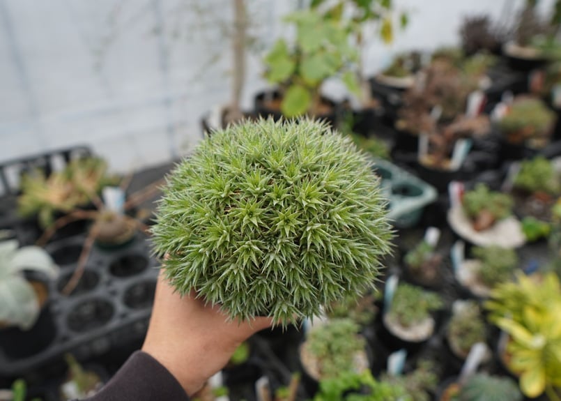 デウトコロニア クロランサ Deuterocohnia chlorantha | mana's
