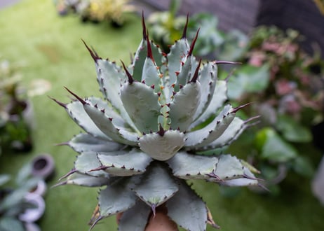 Agave macroacantha x Potatorum 中 NO.2