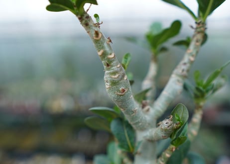 アデニウム　Adenium　No.1