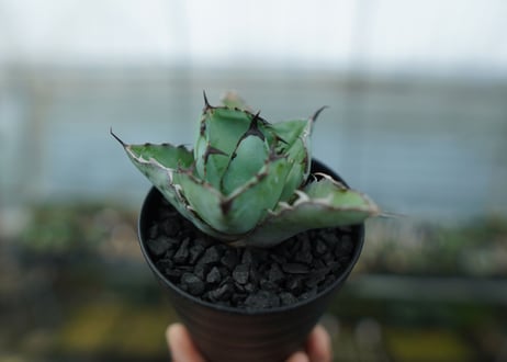 アガベ　チタノタ　 ブラックアンドブルー 　Agave titanota black and blue　No.10