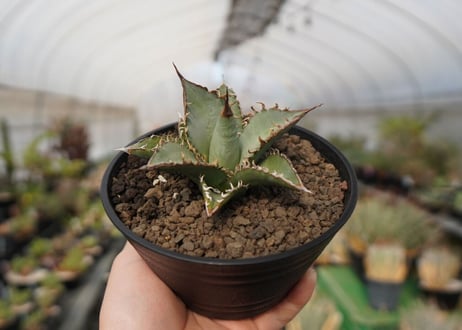 agave oteroi oaxaca NO.1