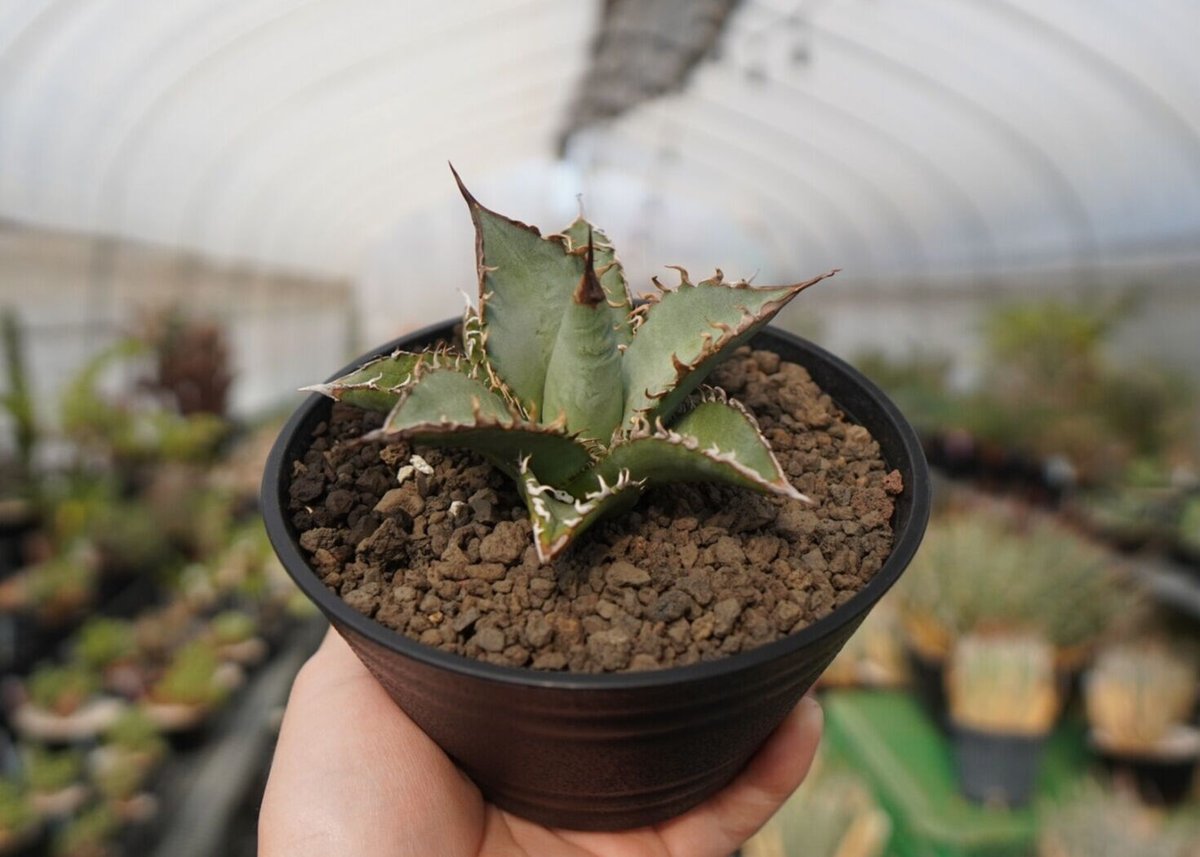アガベ Agave / OAXACA Agave oteroi 'Oaxaca' – Happy Valley Plants