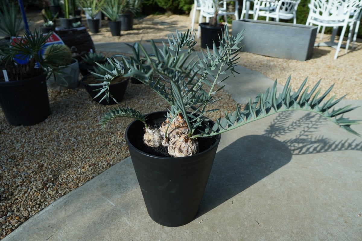 fit=scale-down,w=1200