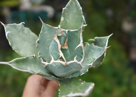 Agave titanota 白鯨 B NO.2