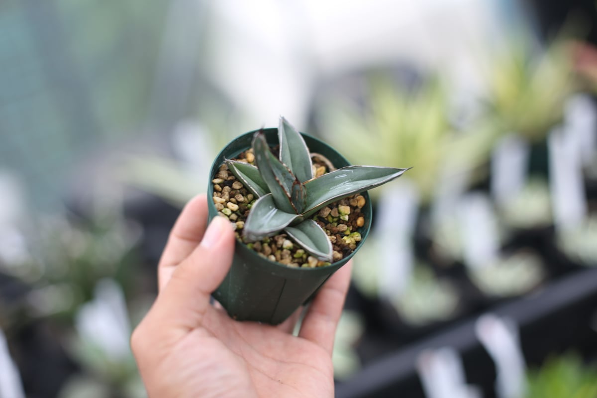 アガベ 笹吹雪 | mana's farm:塊根植物・アガベ・ドライガーデン植物