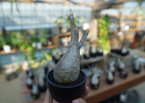 【未発根】パキポディウム　グラキリス　 Pachypodium Gracilius  No.11