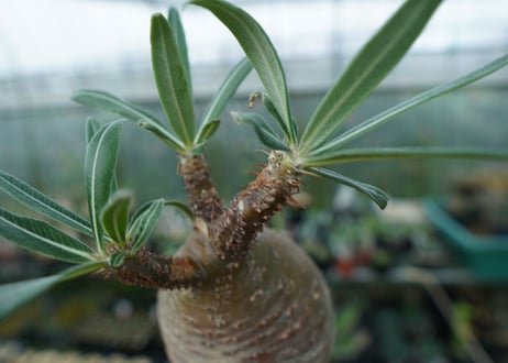 パキポディウム　グラキリス　Pachypodium gracilius　No.3