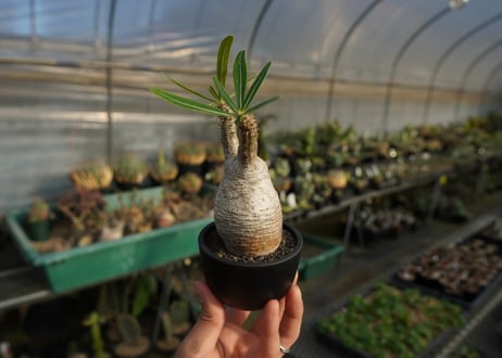 パキポディウム　グラキリス　 Pachypodium Gracilius  No.1