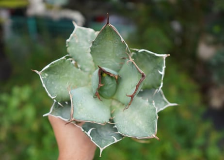 Agave titanota 白鯨 D NO.2