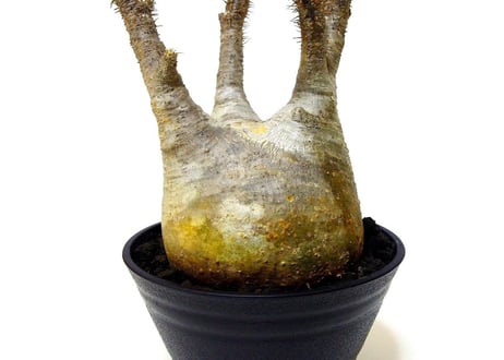 パキポディウム  グラキリス　 Pachypodium Gracilius №４